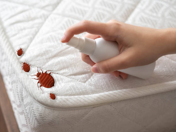 Best Local Pest Control Services  in Vernonia, OR